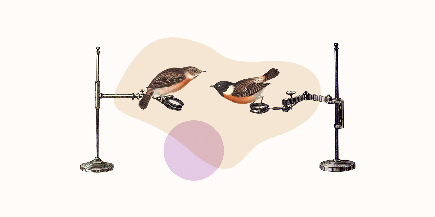 Service provider brand design examples of a Damn Write brand collages. Two birds sit on bunsen burner stands on a cream background with tan and lilac blob shapes behind them. 