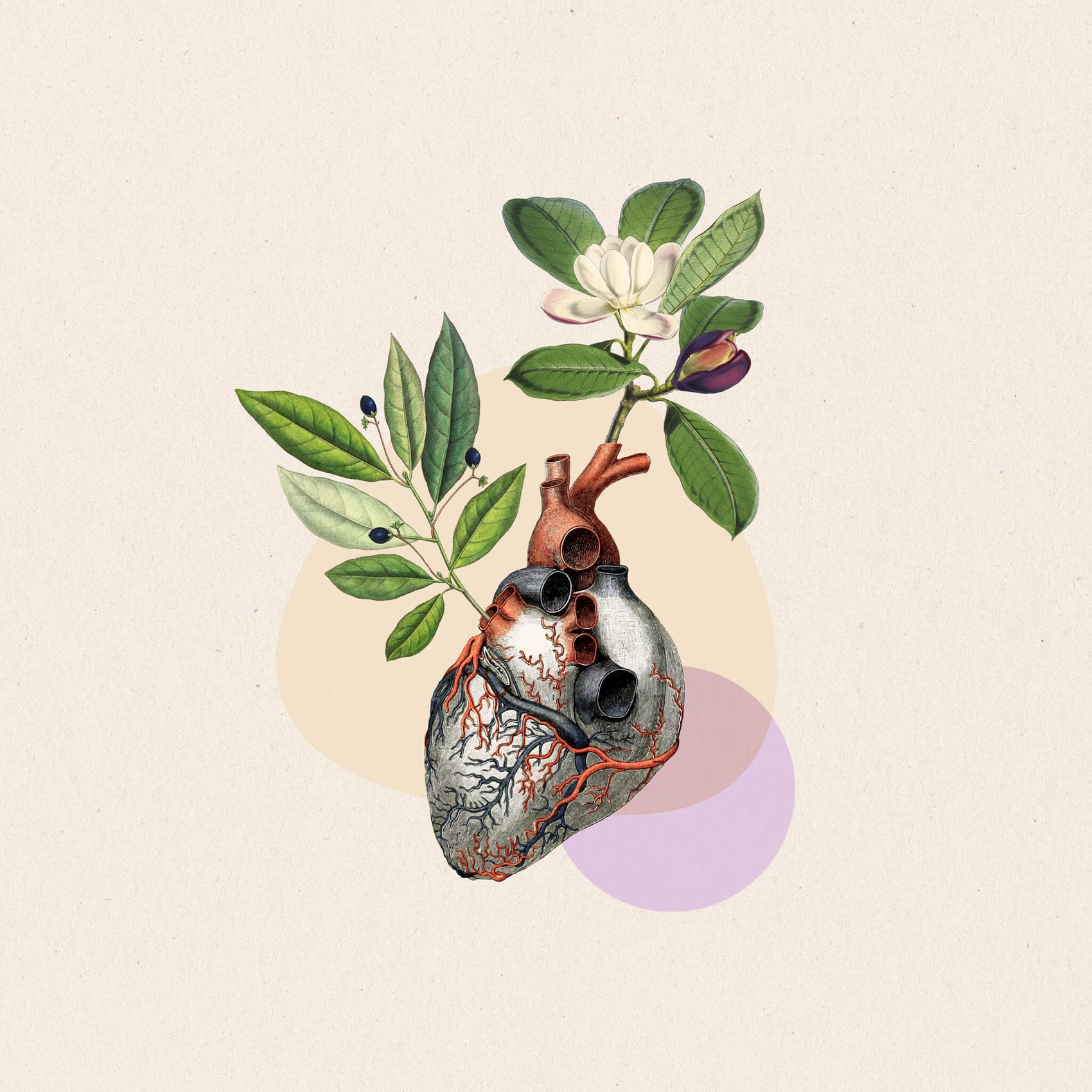 Collage branding case studies image of a Damn Write copywriter brand collage. A scientific-inspired collage of an anatomical heart sprouting magnolia flowers on a cream background with beige and purple blobs behind it.