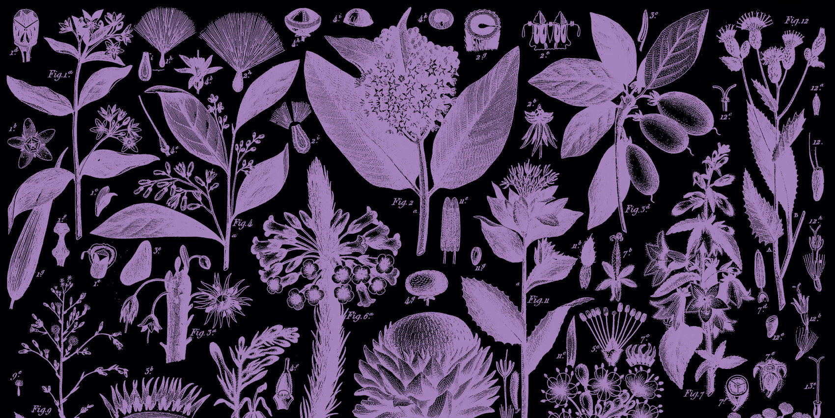 Writer rebranding case study image of the copywriter Damn Write. On a black background sits vintage botanical illustrations in a lilac colour. 