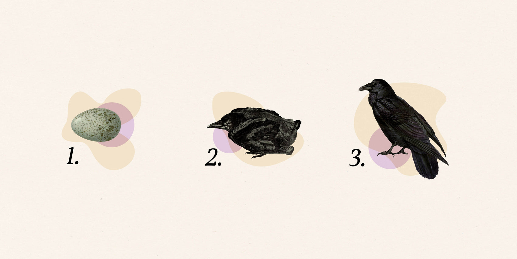 Service based business brand design examples of Damn Write brand collages. On a cream background sits three trust icons (1-3) showing the progression of a raven from egg to fledging to fully grown. 