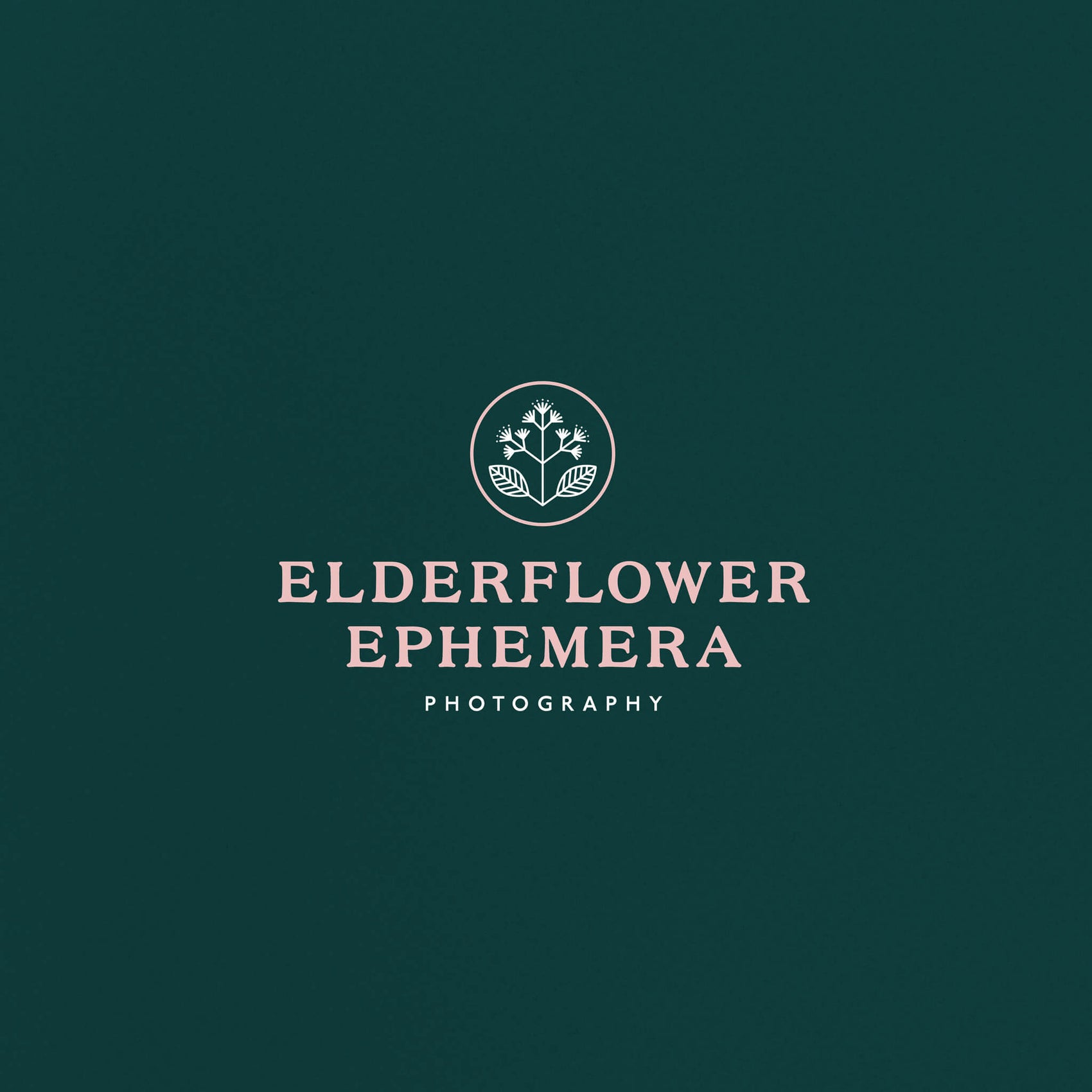 Photographer brand design inspiration image for Elderflower Ephemera, a film photographer brand. A geometric flower logo based on an elderflower sits above the pink serif logotype. 