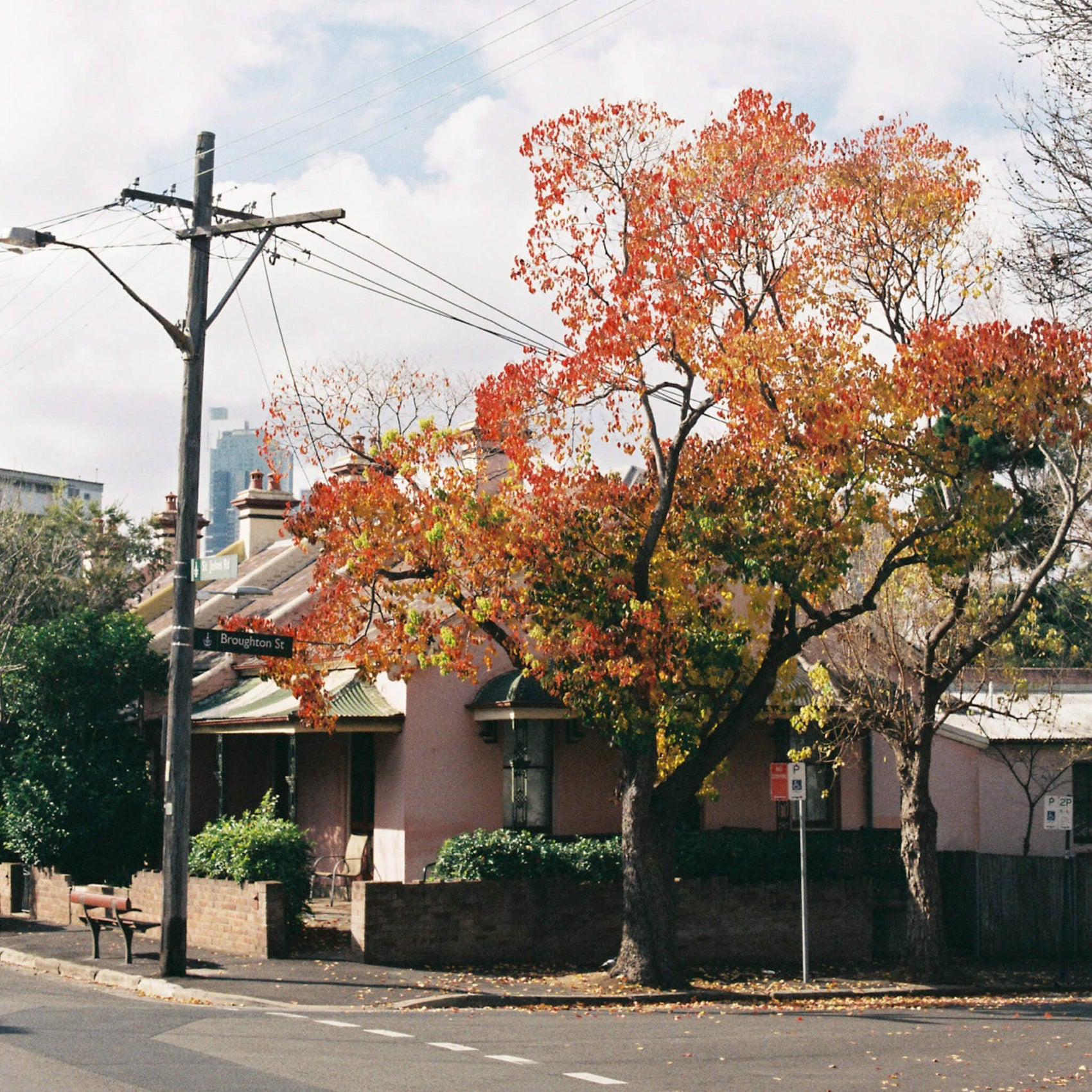 An example of the Elderflower Ephemera brand photography, a streetscape of pink houses is contrasted by a bright red flowering tree.